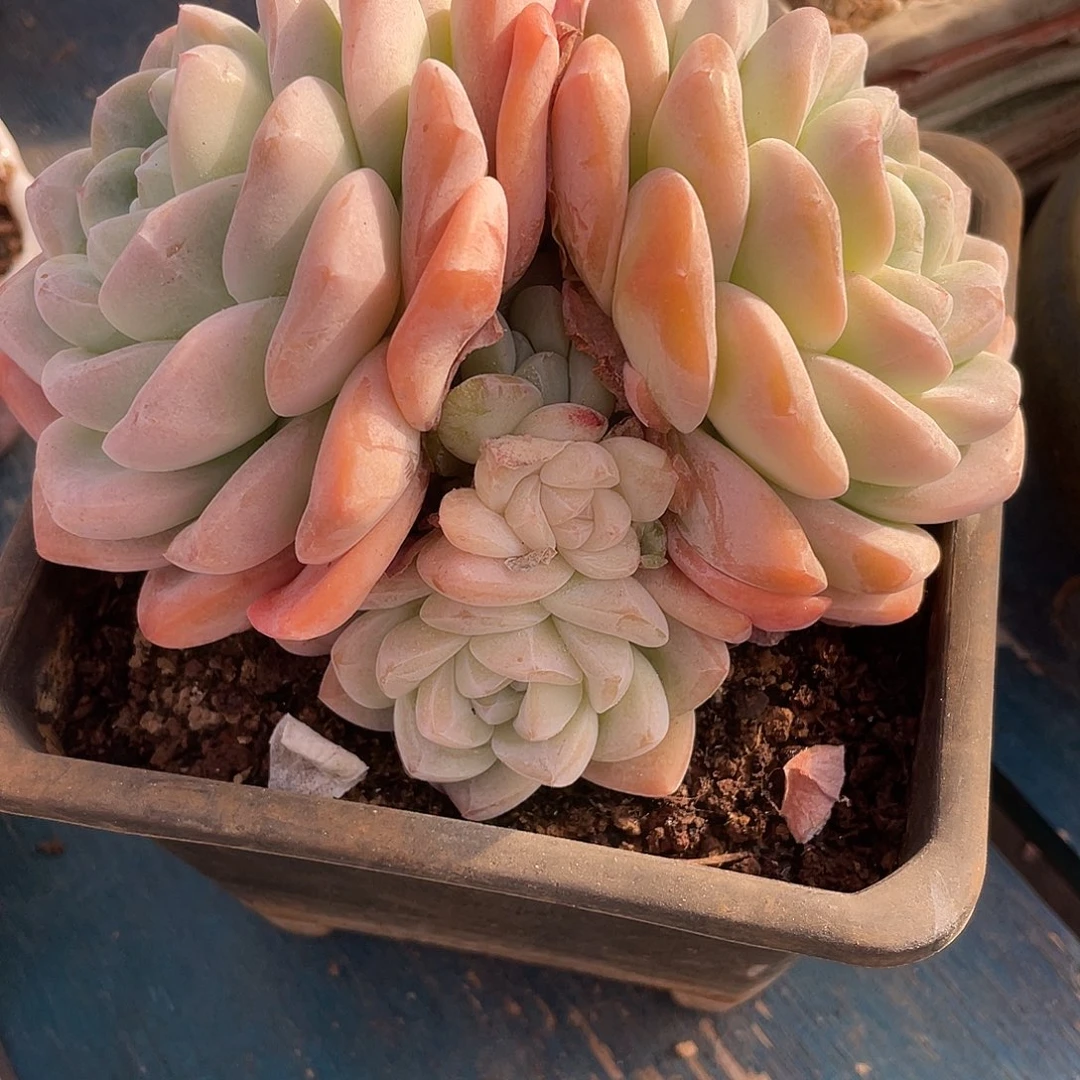 冰玉群生多肉植物一物一拍