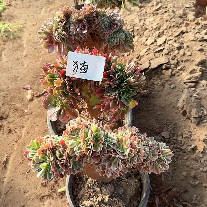 四颗法师锦缀组合福利