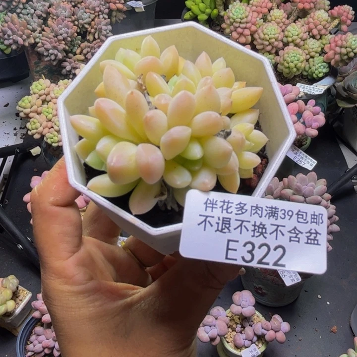 玲玉322/6cm多肉多肉