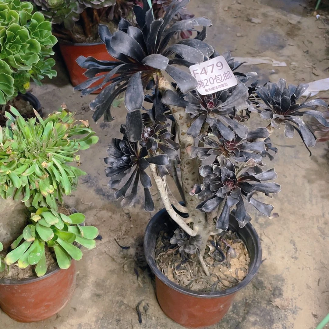 479墨法师巧克力多肉