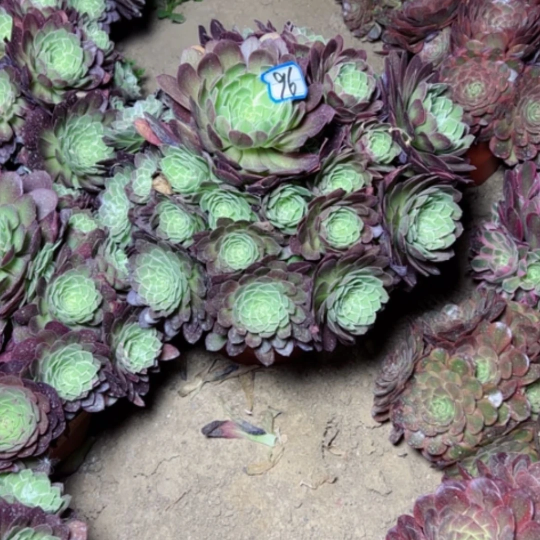 【闪购商品】茶**言多肉植物莲花96