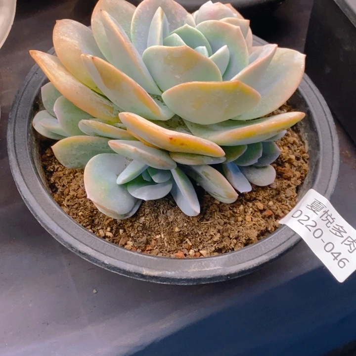 夏悦多肉0220-46奶茶