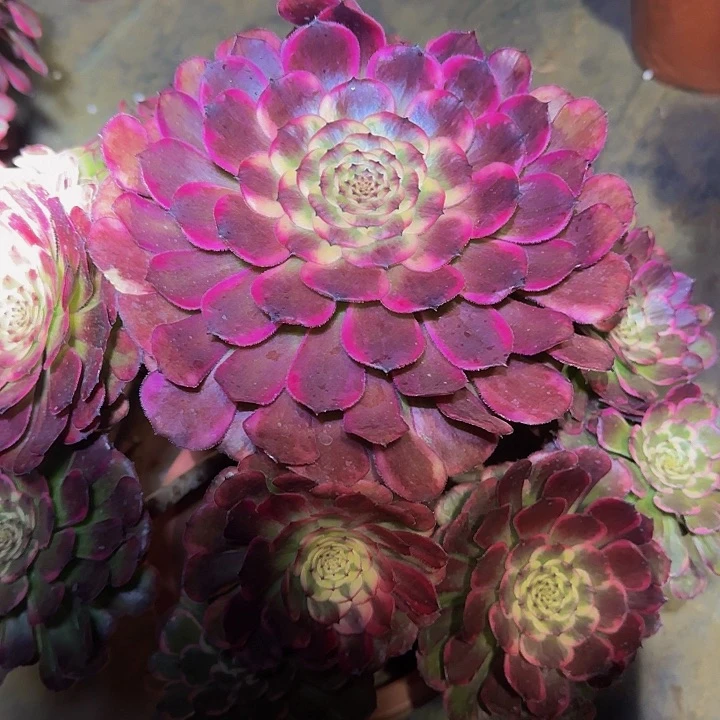 黑金刚墨娅捧花特价福利61