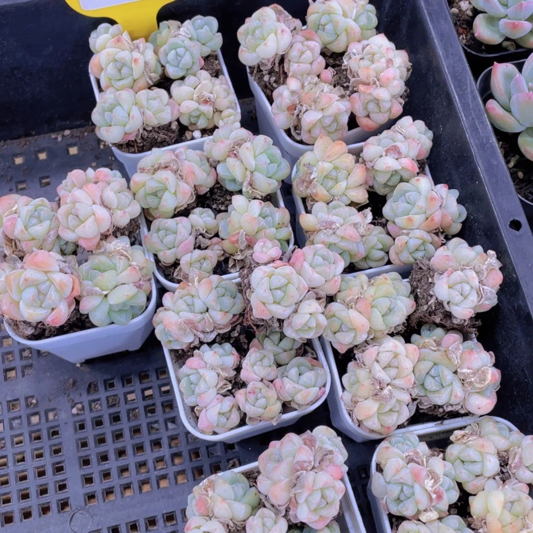 1206号 钻石冰玉组合四群