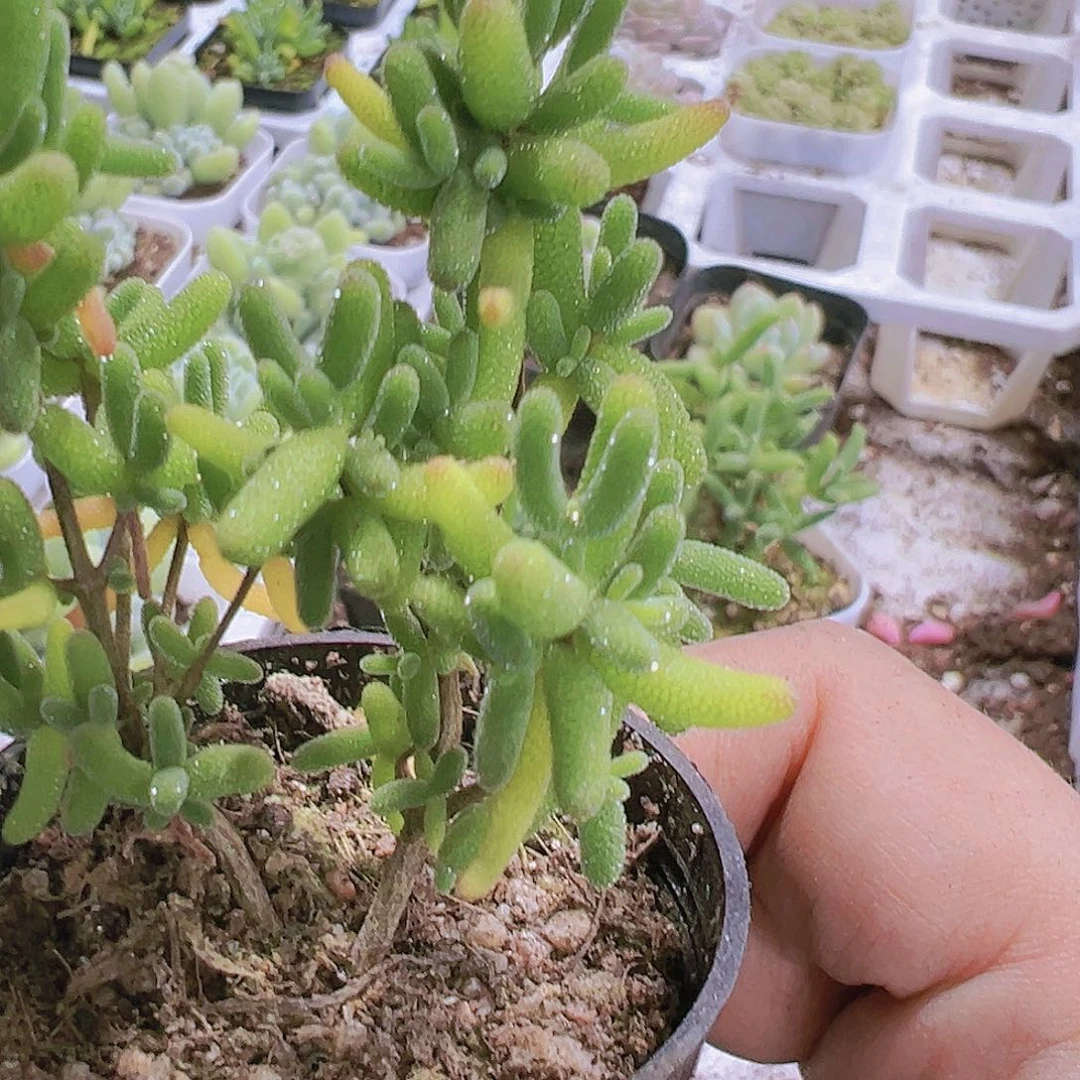 糖球枝干19包邮多肉