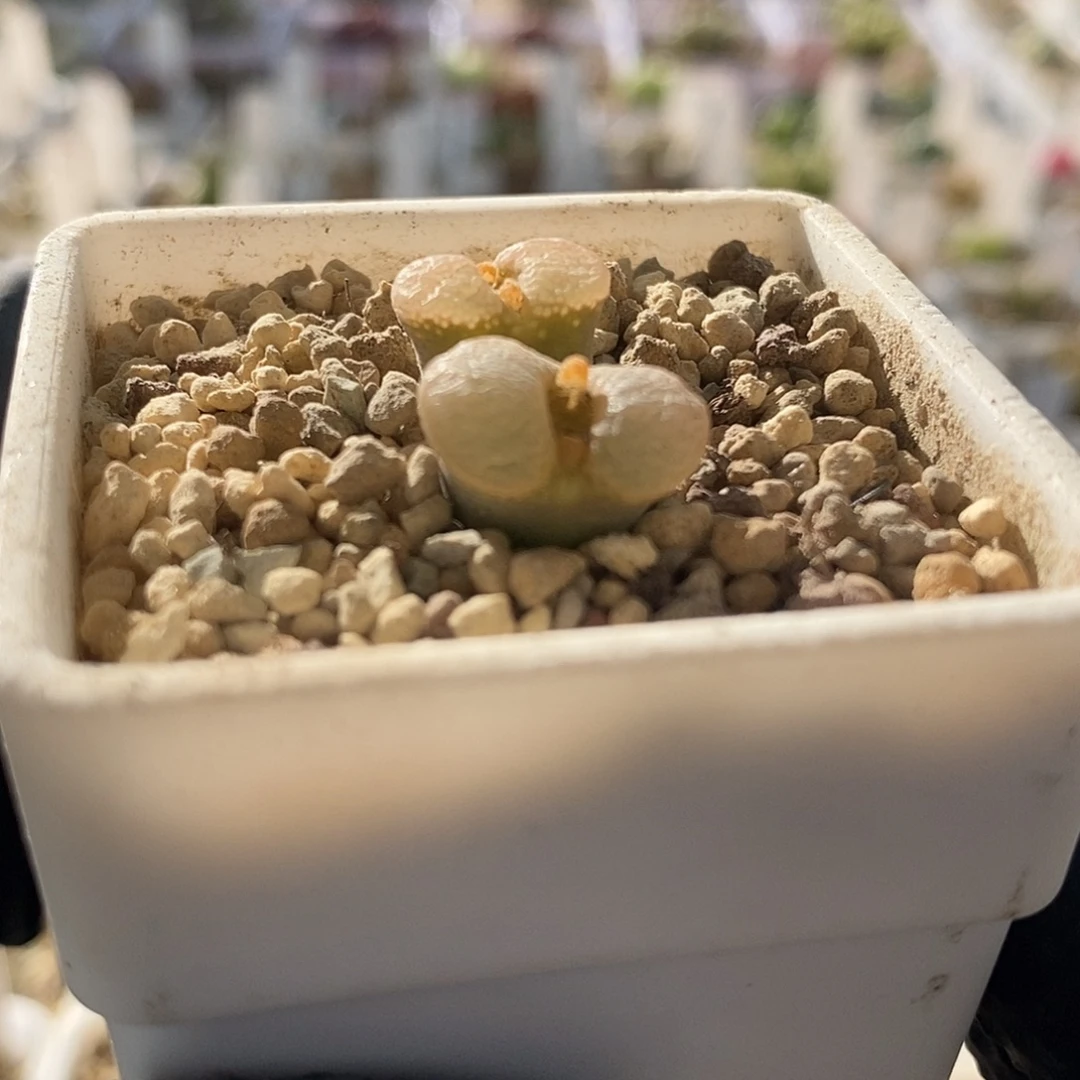 一物一拍泡泡窗风铃母本双头