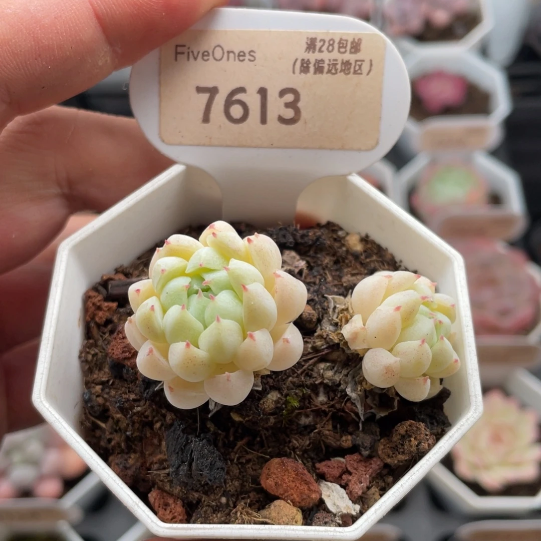 羊脂球7613-5厘米