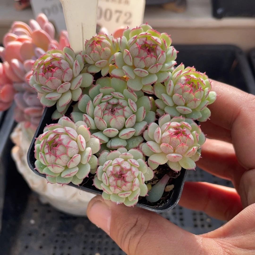 0062小红船不带盆8厘米