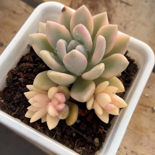 奥普琳娜锦 夏鸣园艺