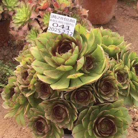 2.12-41万拉丝多肉植物