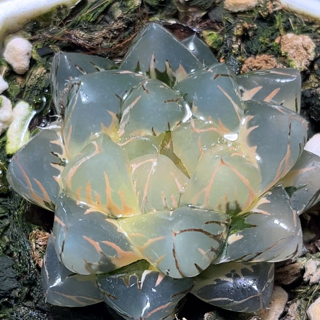 恭喜发财大吉大利2334