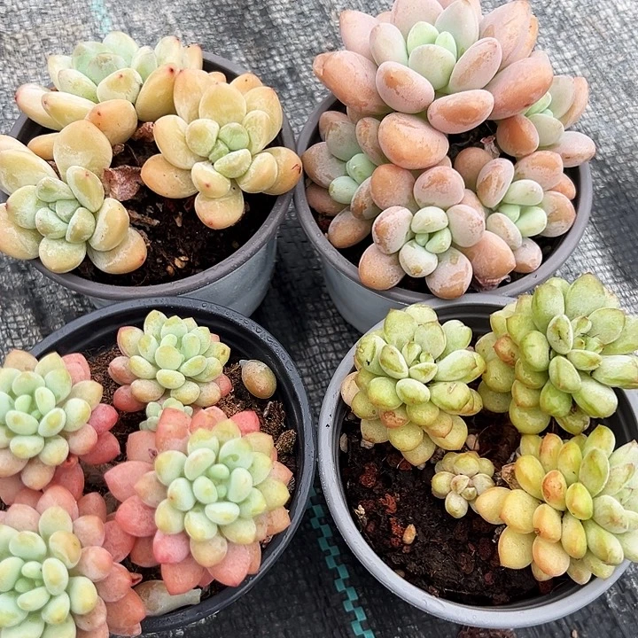 红洛神，阳光玫瑰，泡泡酱，多头奶油美人