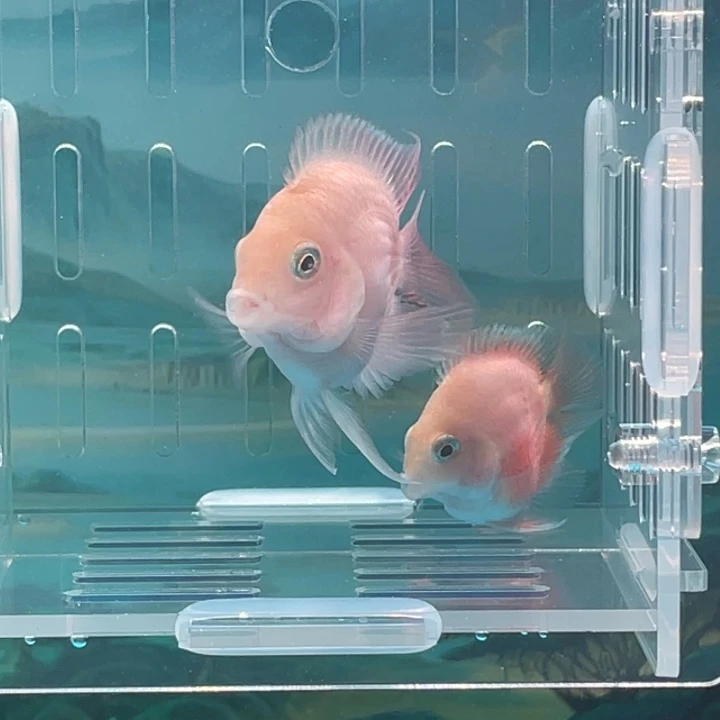 鹦鹉鱼胭脂粉一对82号单