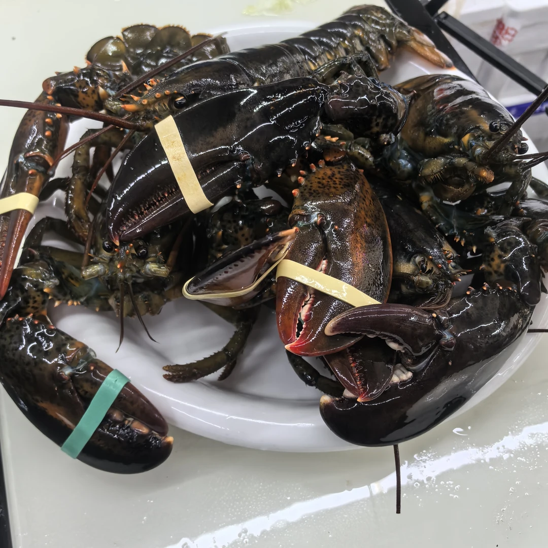 鲜活波士顿龙虾550克/600克（昆山市区一小时鲜活配送到家）