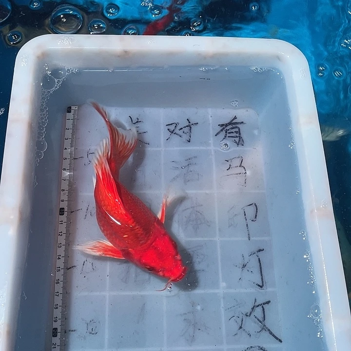 蝴蝶鲤鱼渔场直发02