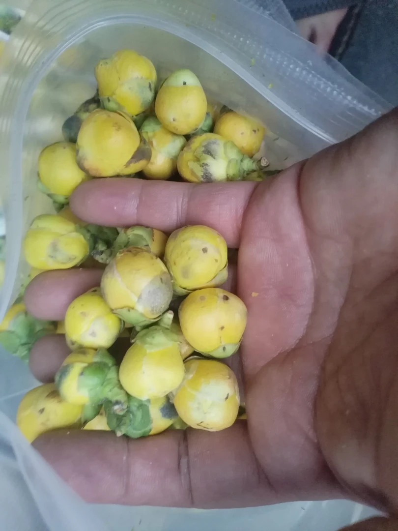 小杨专属=[景≈查≈花]非香菇