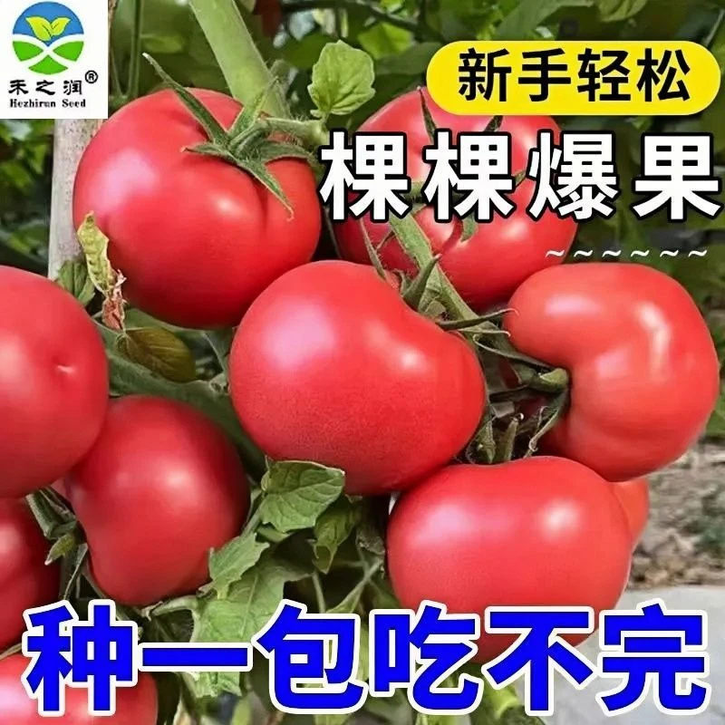 5包毛粉番茄种子沙瓤酸甜口番茄西红柿种子非转基因番茄