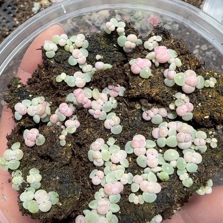 30号奶酪一盒量拍保底30颗