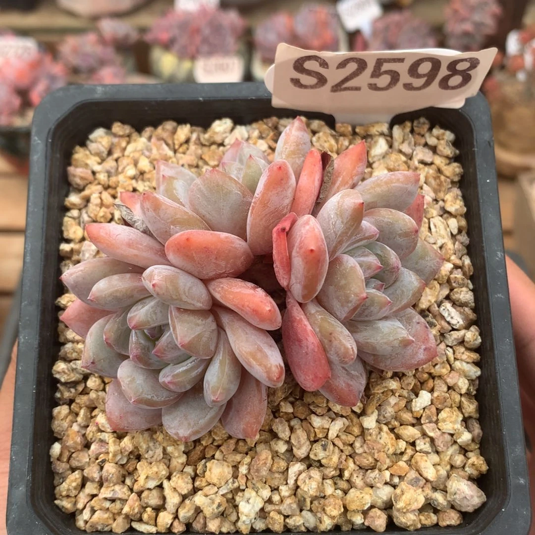 S2598 橙子无砍 8.5cm