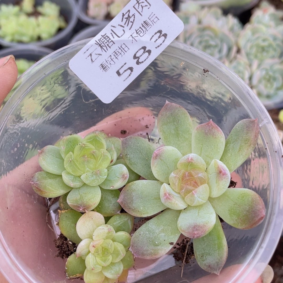 云糖心多肉植物583