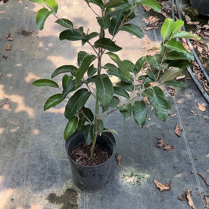 龙***海天使146995477656777