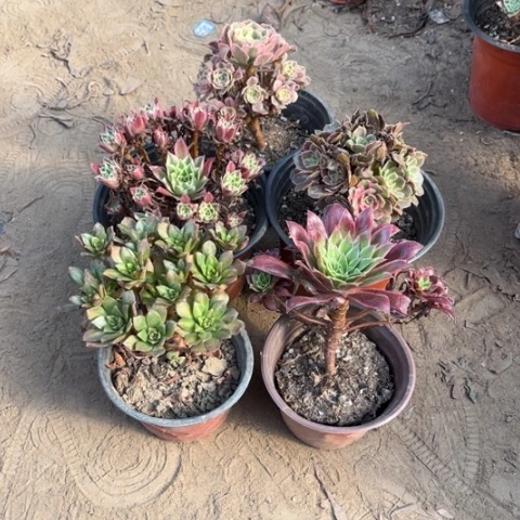 881多肉植物组合，