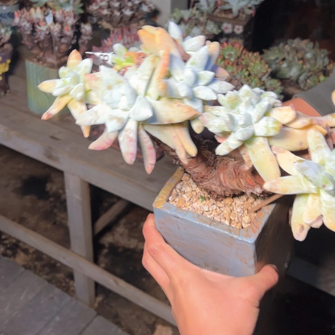 7382哈哈哈哈哈哈哈