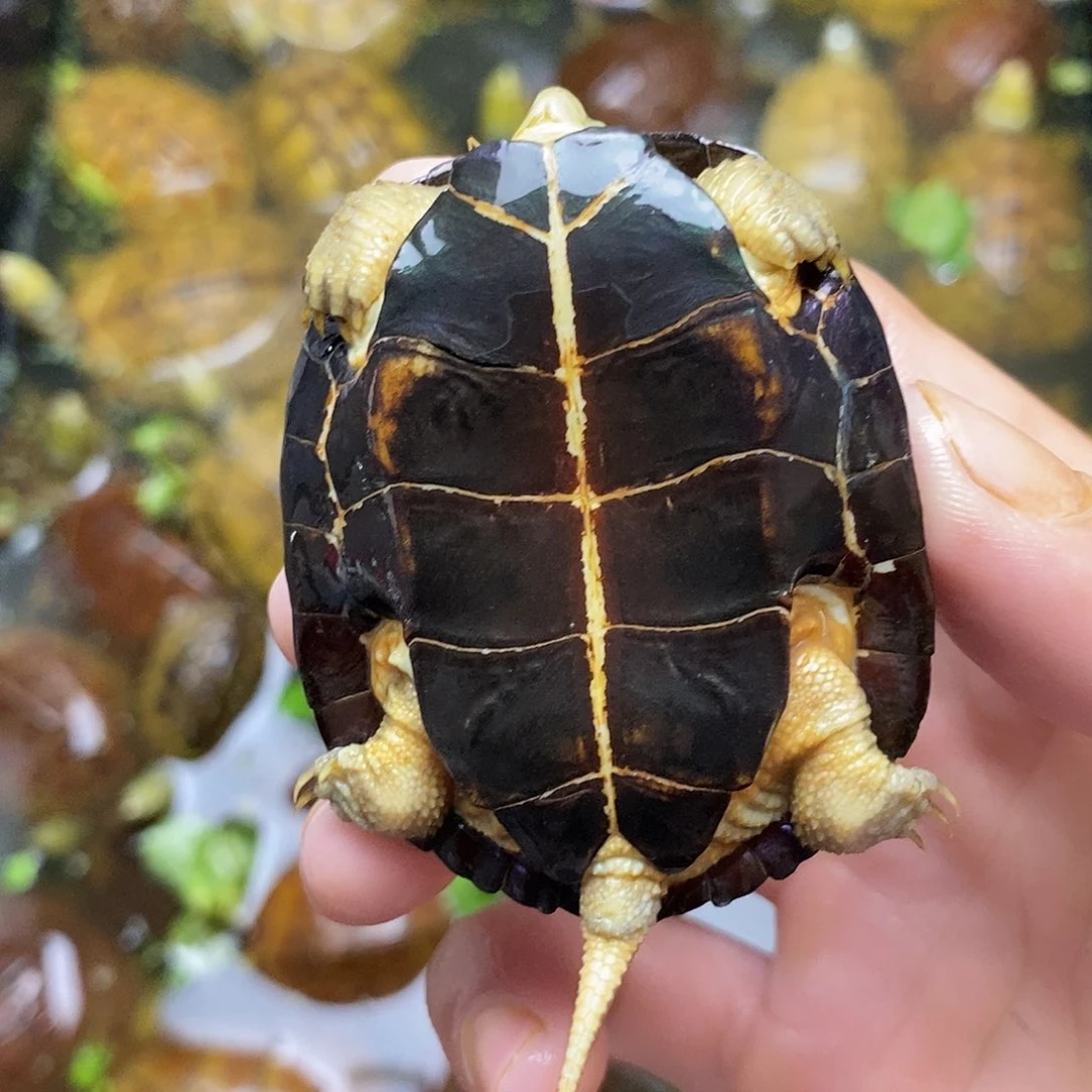 不分公母绿毛龟蔡*