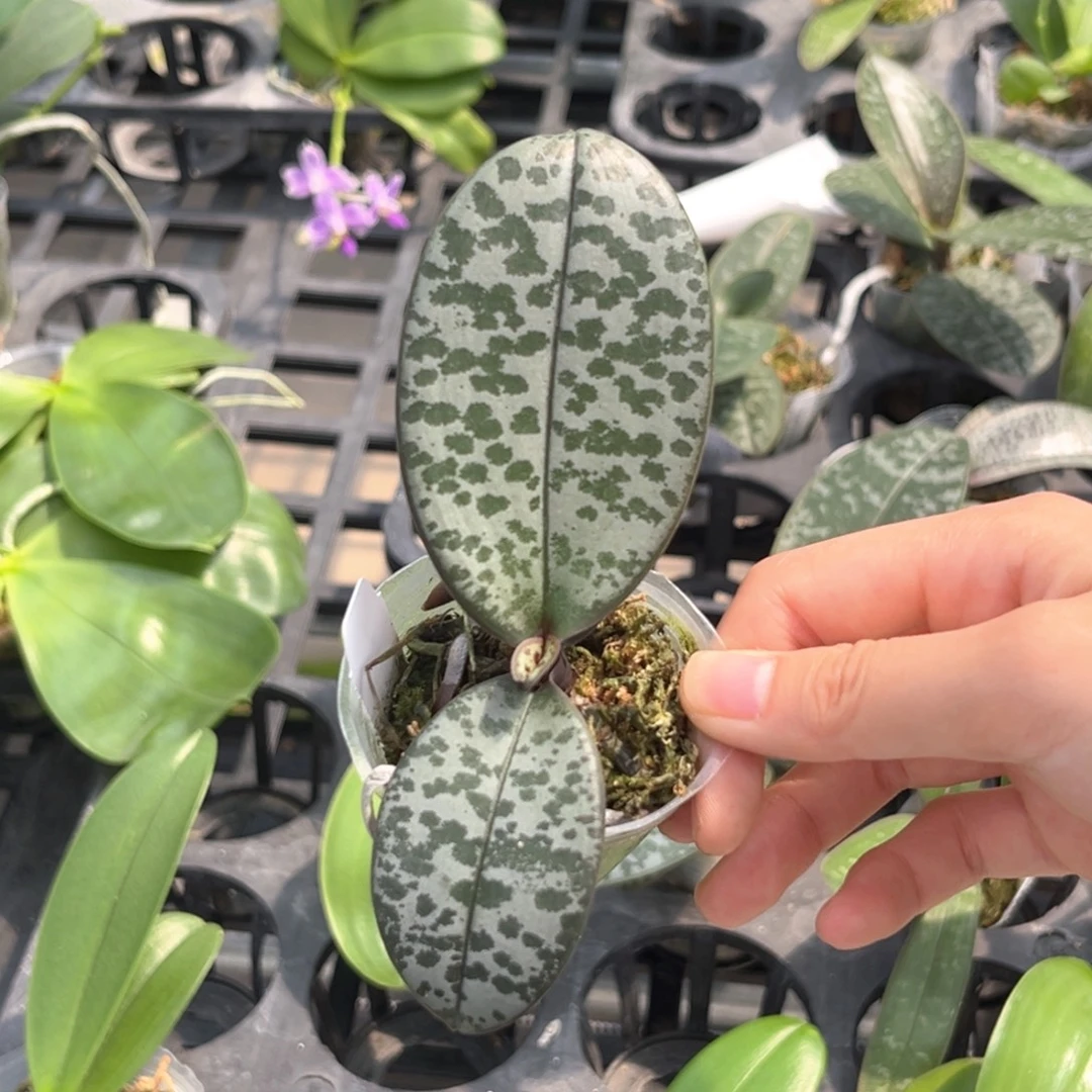 无花朵1.7寸m606苗