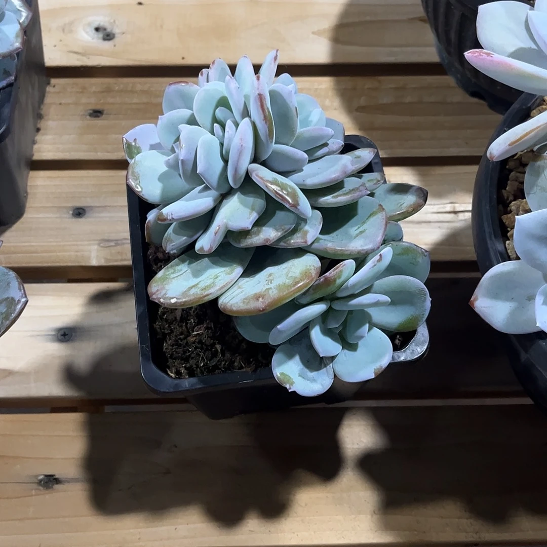 胖***️胖虎小可爱的奶茶朵朵