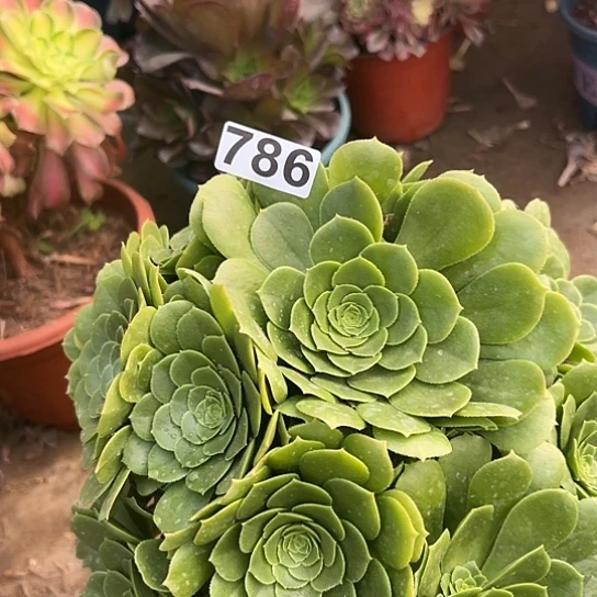 红*多肉植物一个