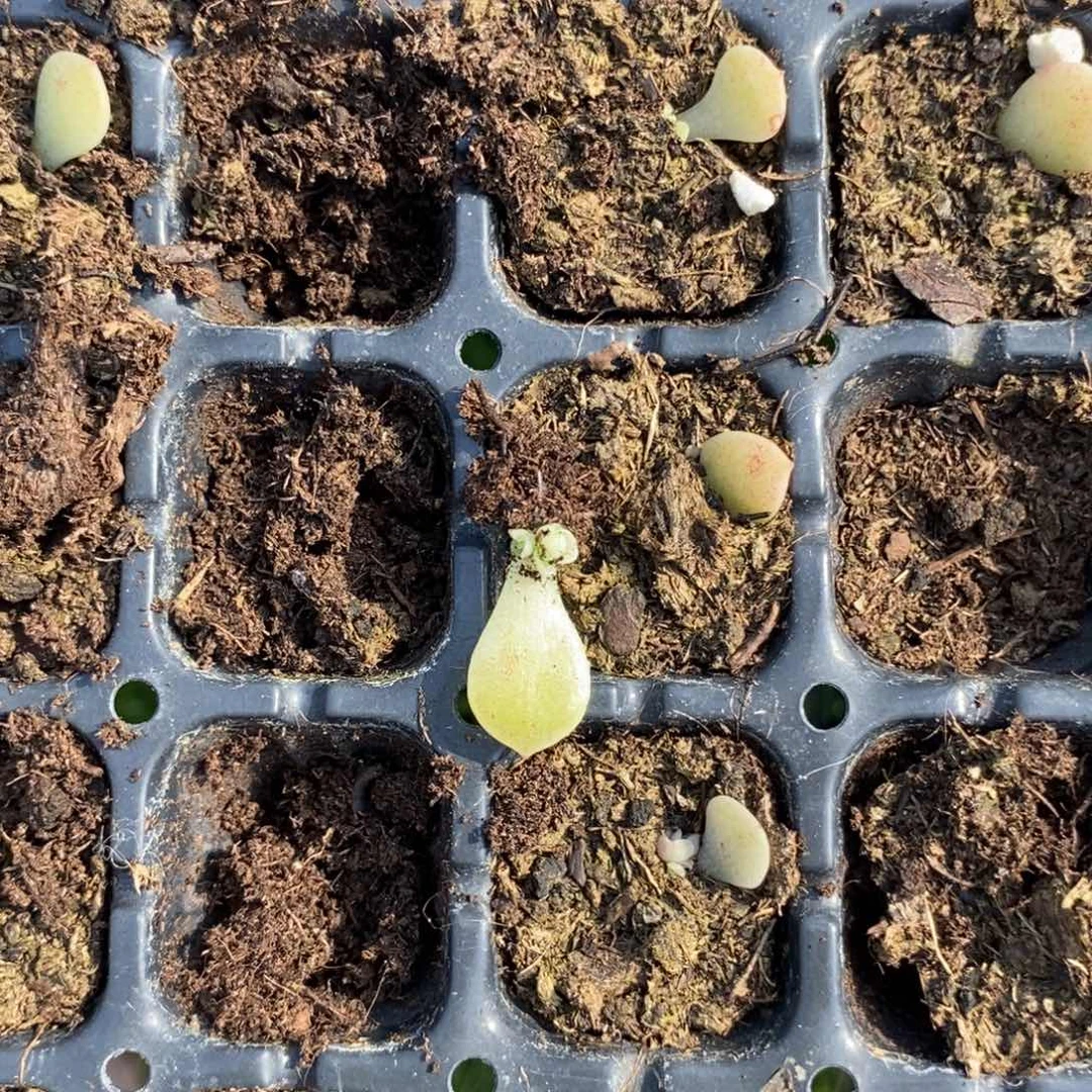 穴盘甜心谪仙呀苗一个