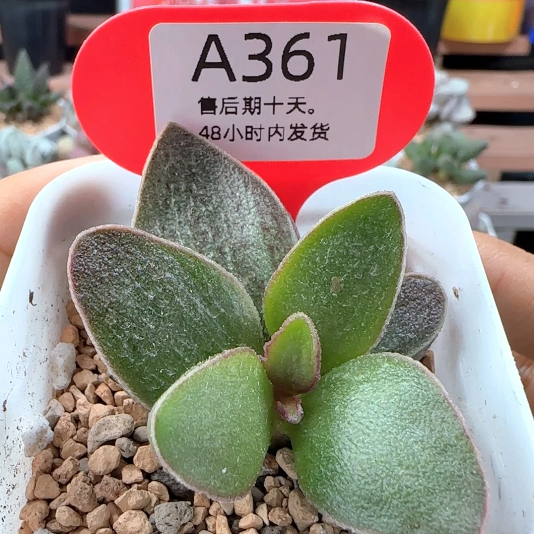 天秤座。  361。