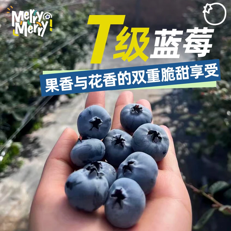 【顺丰空运】云南花香L25蓝莓 头茬果 新鲜纯甜 脆甜饱满 宝宝蓝莓
