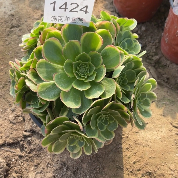 1424奶白的的的多肉