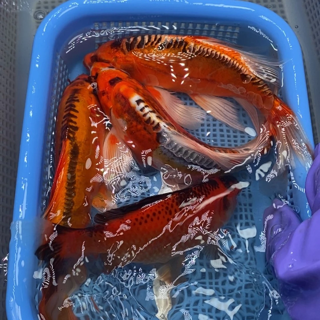 锦鲤冷水锦鲤包邮