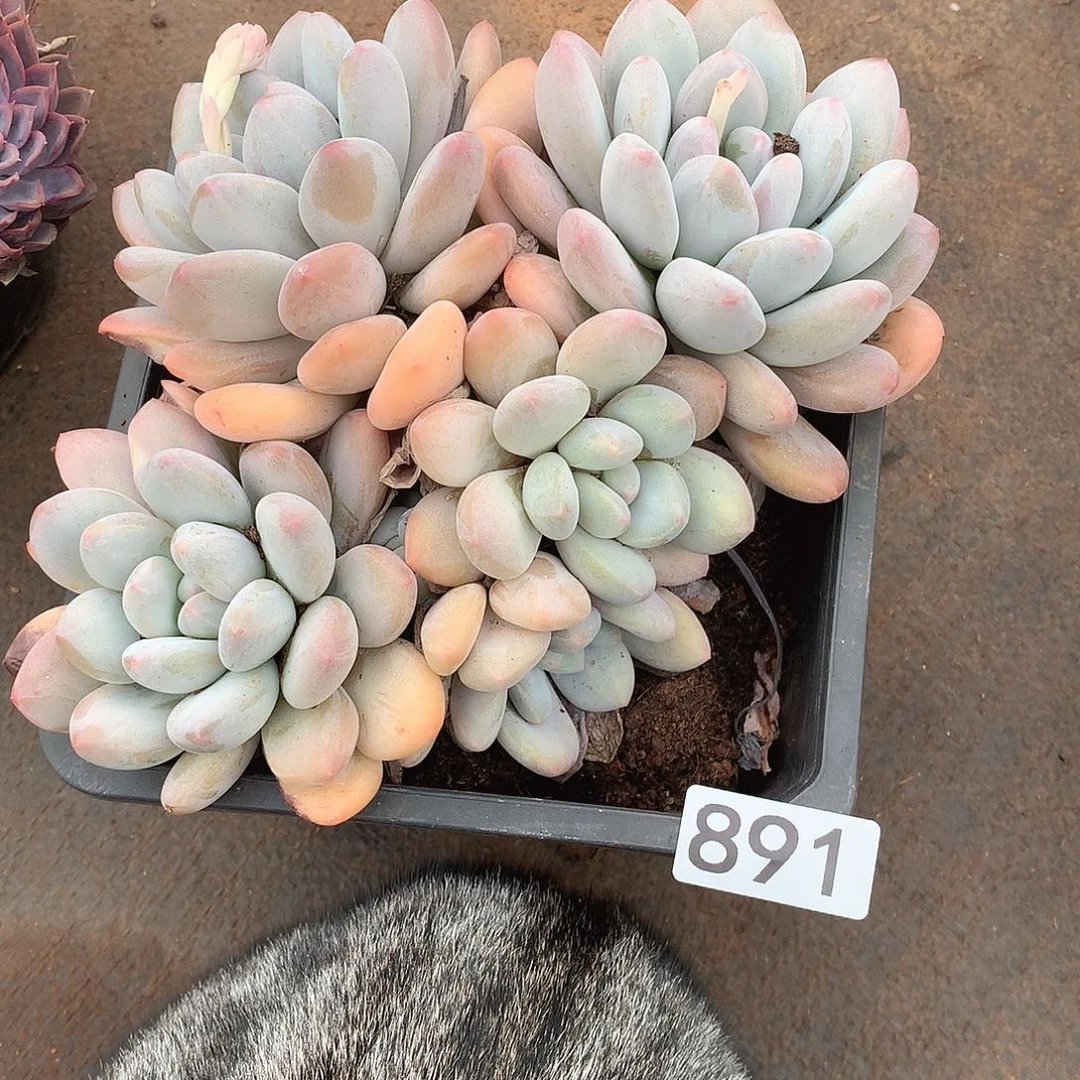 891香水 一物一拍多肉