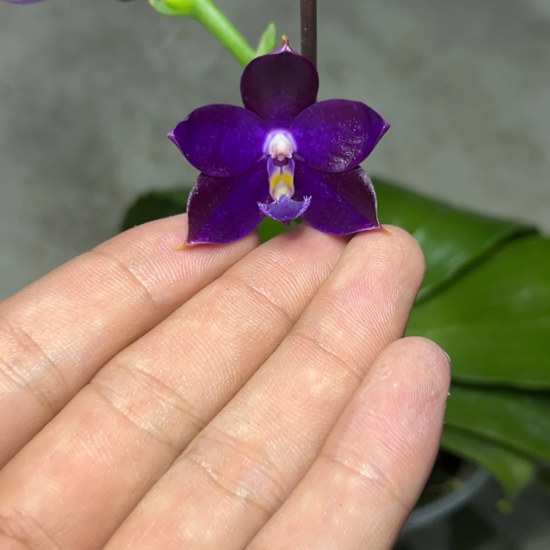 完全开放l877三寸