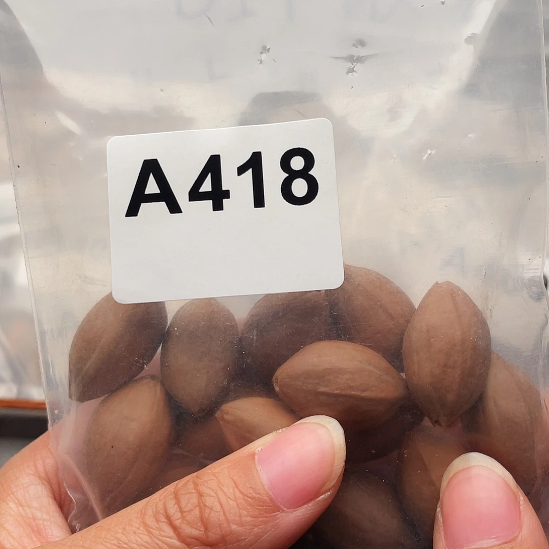 橄榄核手串/手链挫**灰橄榄