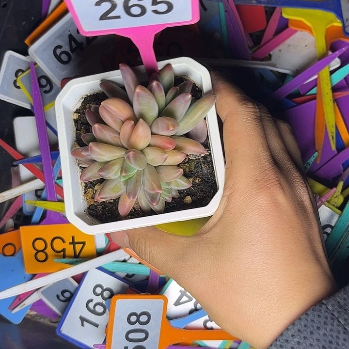 好***静多肉植物摩登女郎265