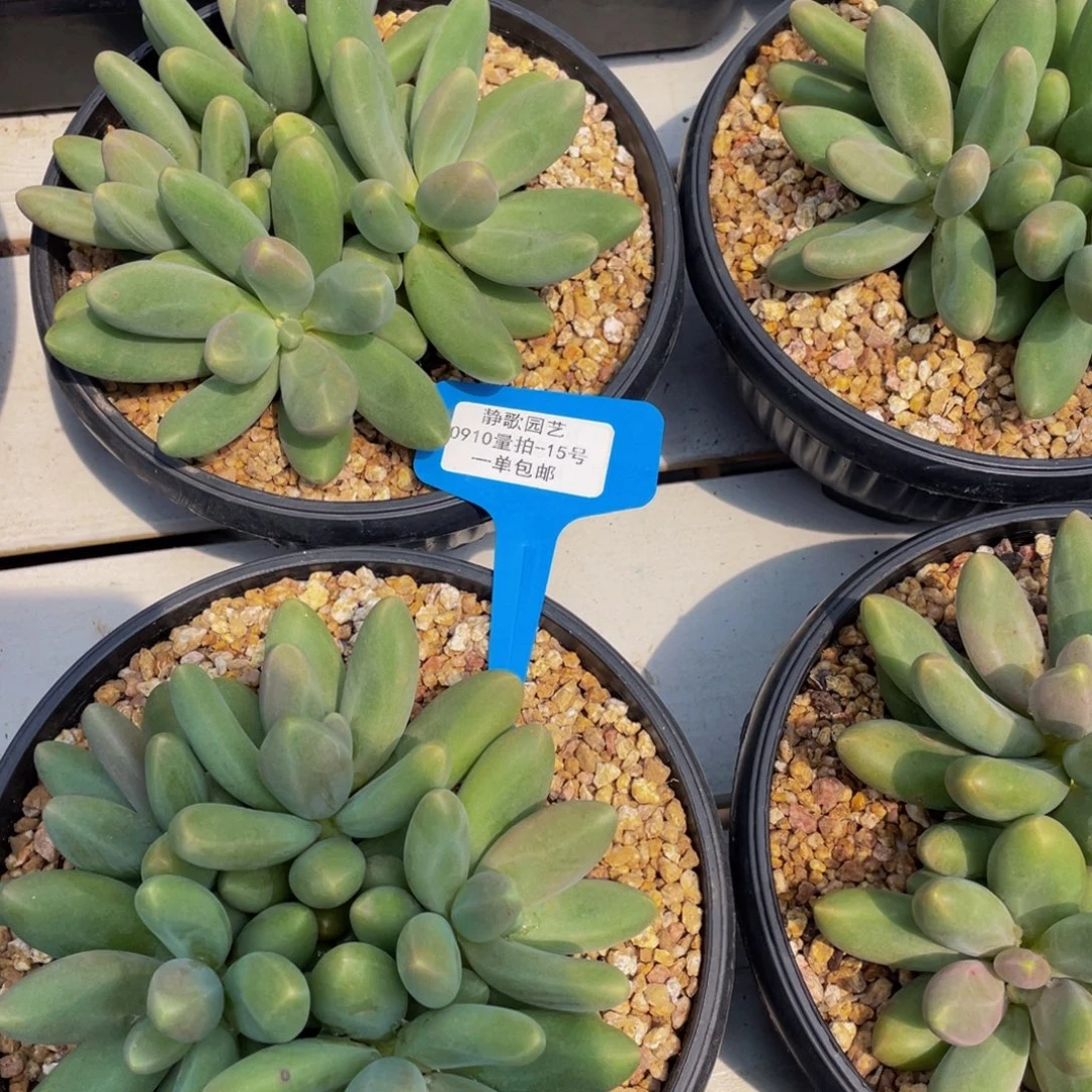 0910-15-超大糖果美人群福利一颗量拍