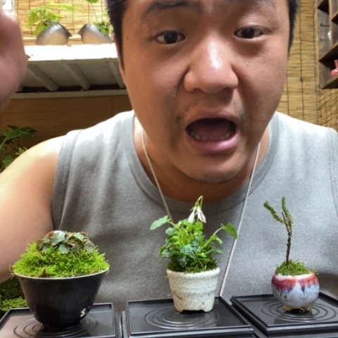 红陶一物一拍所见即所得66