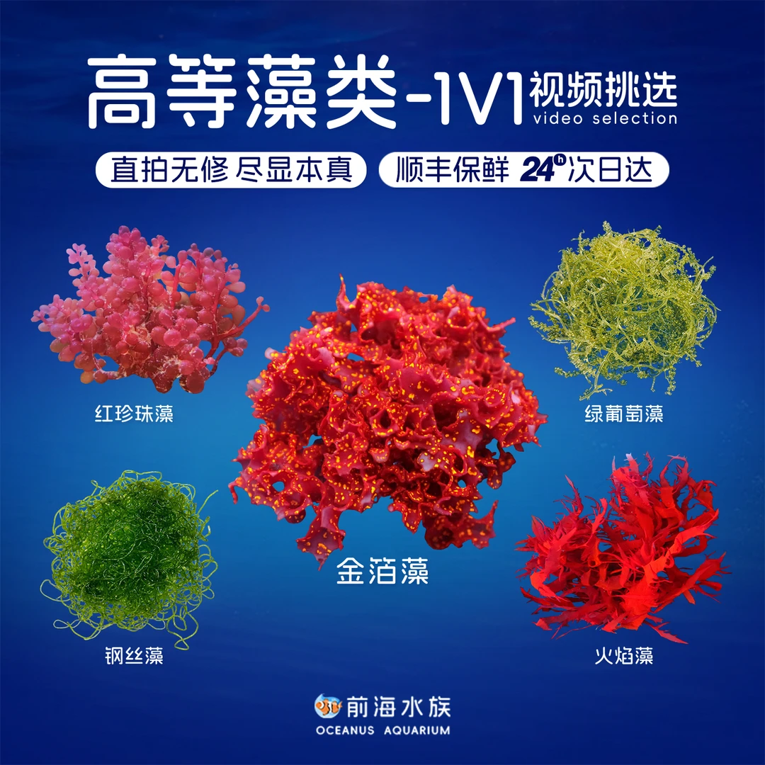 红绿葡萄藻钢丝藻羽毛藻火焰藻红珍珠金箔藻海藻降NP高等藻珊瑚