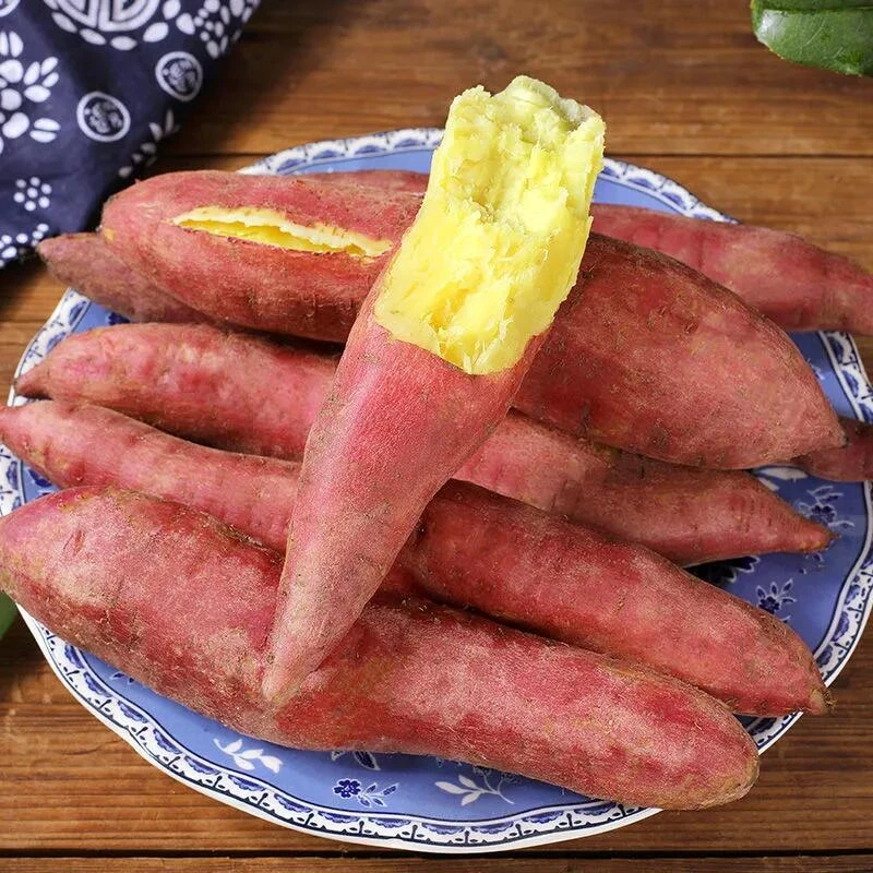 新鲜现挖沙地板栗红薯粉糯香甜正宗蜜薯板栗红薯地瓜5-9斤包邮