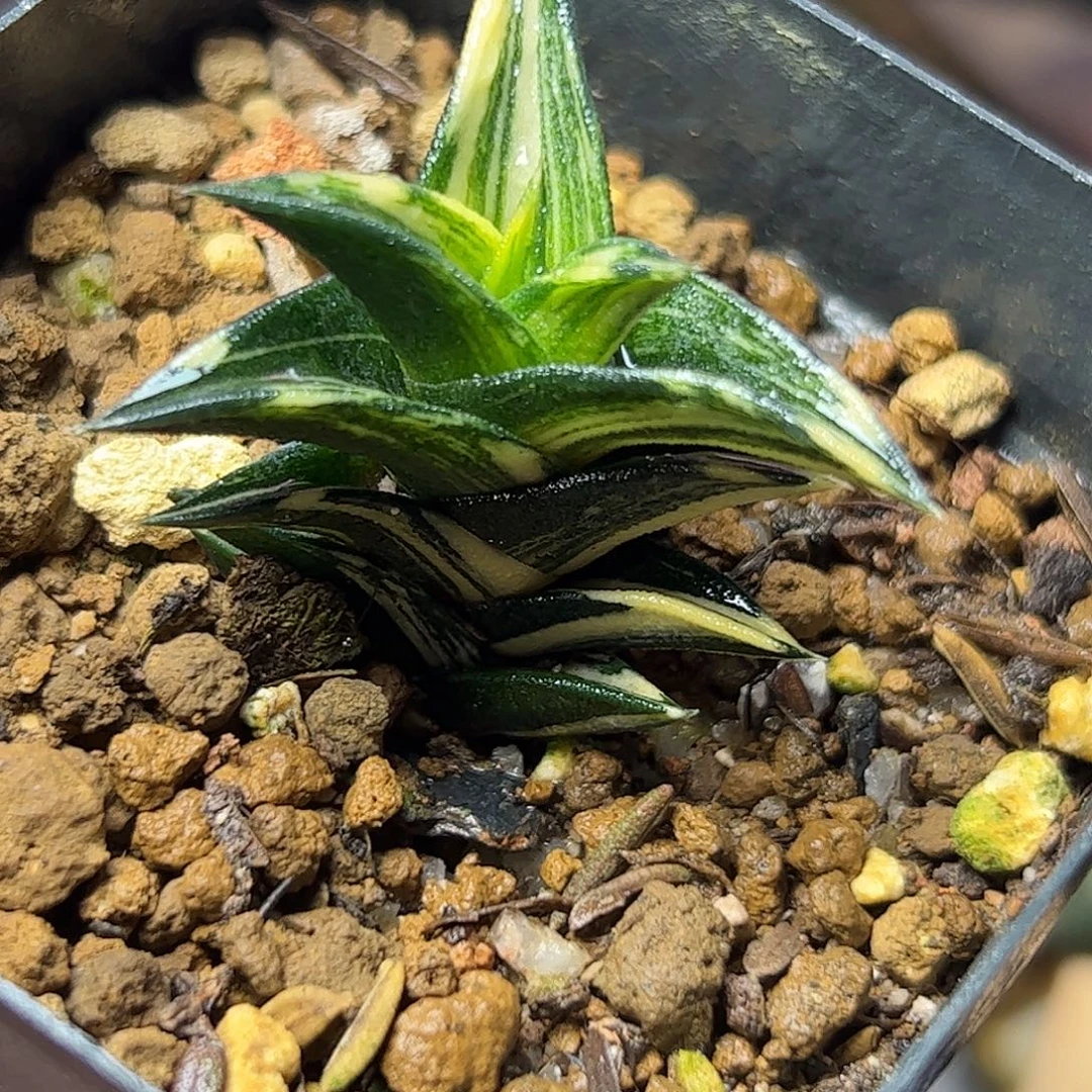 龙城锦十二卷十二卷