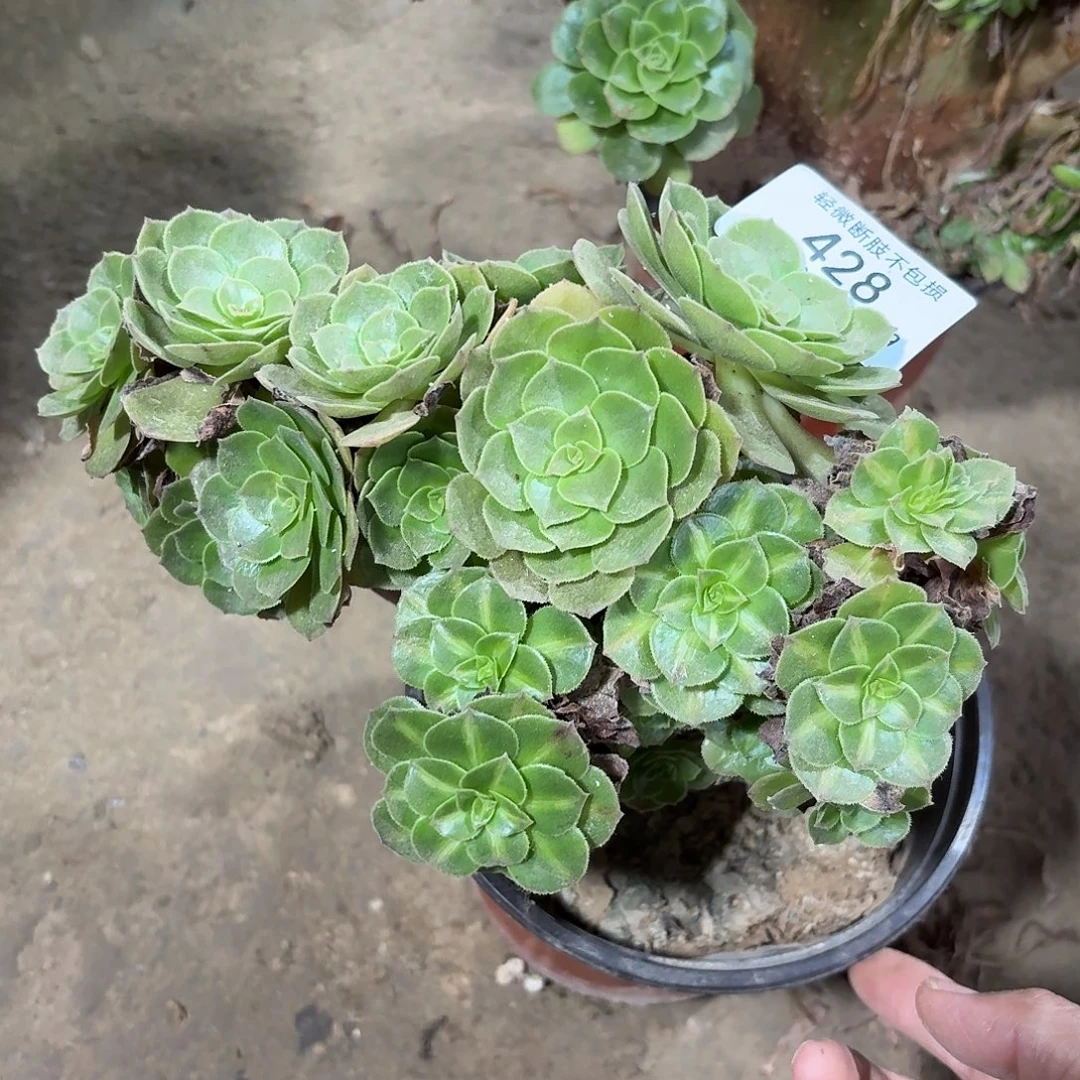 428万圣节朵朵有砍多肉植物法师