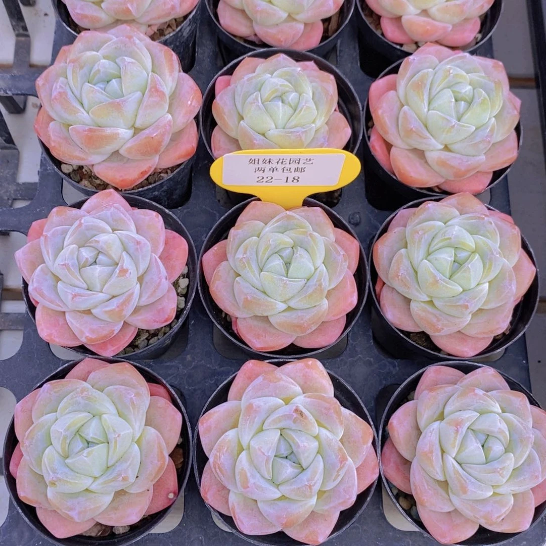 22-18-M奶油钻石樱花冰玉单头三个