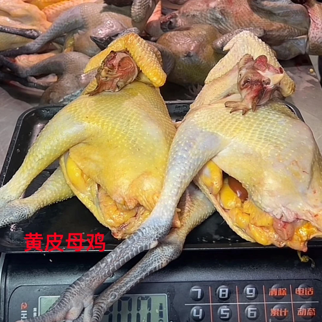 冬季滋补黄油老母鸡/大凉山悬崖村高山虫蚁土鸡岩鹰鸡孕妇月子鸡