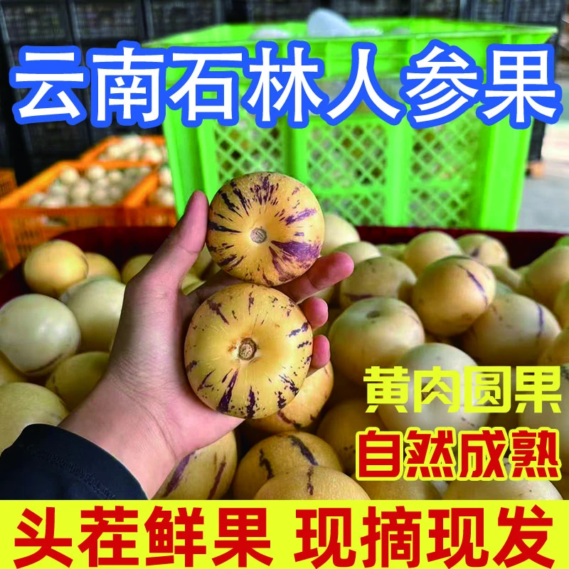 云南石林人参果应季果黄肉圆果新鲜树上熟清甜多汁水果一整箱低糖