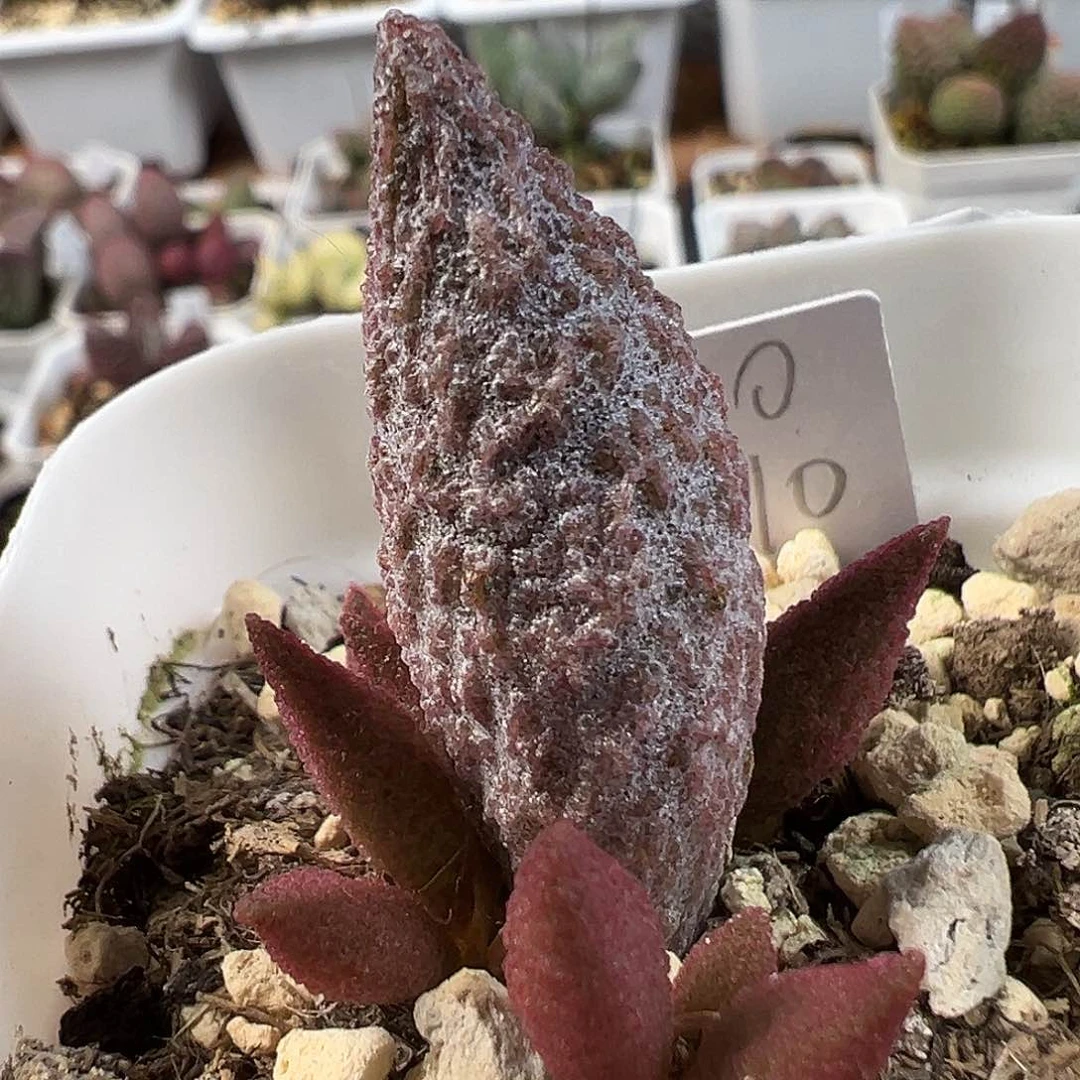 茶 实生新品多肉水泡植物